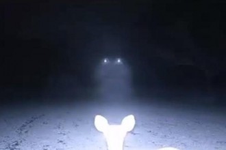 deer-ufo